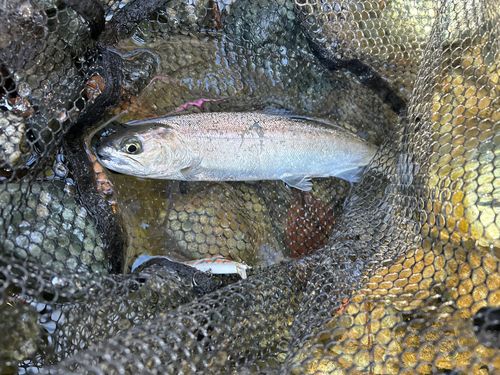 サクラマスの釣果