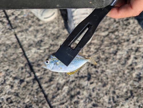 ヒイラギの釣果