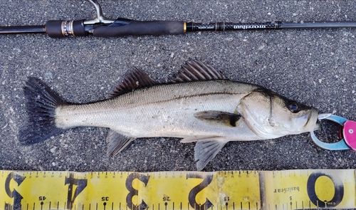 シーバスの釣果