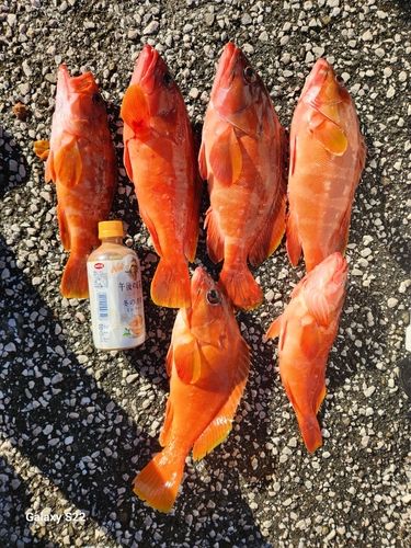 アカハタの釣果