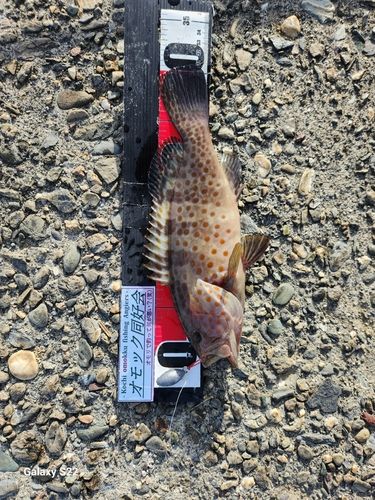 オオモンハタの釣果