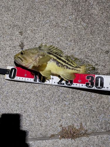 シマゾイの釣果