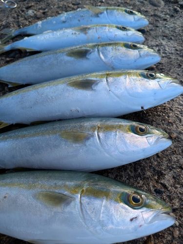 フクラギの釣果