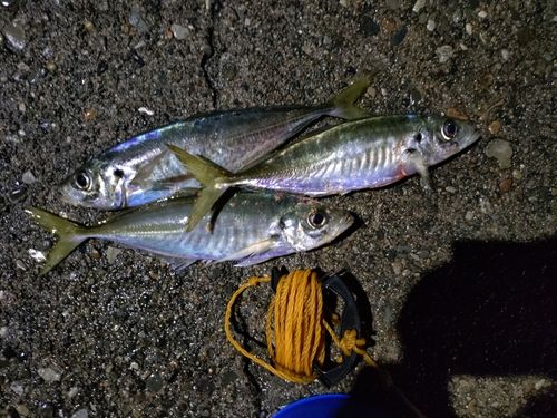アジの釣果