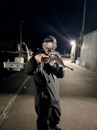 ヒラスズキの釣果