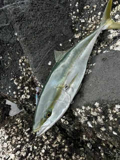ブリの釣果