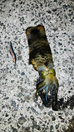アオリイカの釣果
