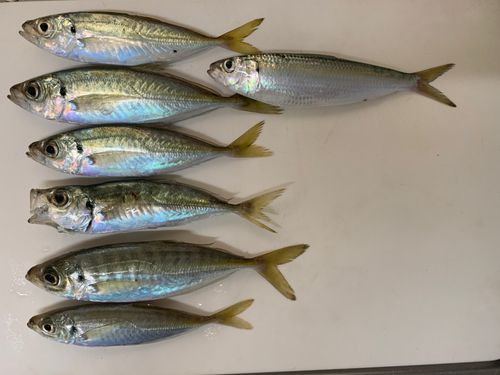 アジの釣果