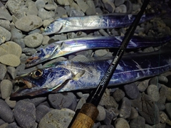 タチウオの釣果