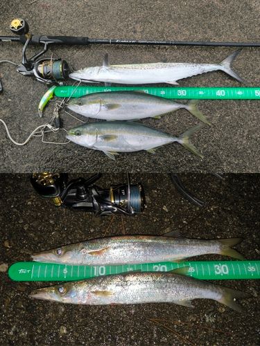 コズクラの釣果