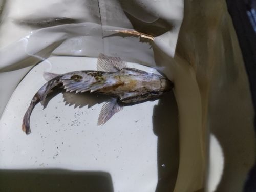 タケノコメバルの釣果