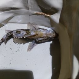 タケノコメバル