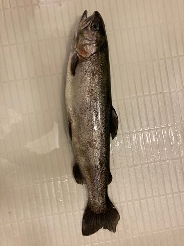 ニジマスの釣果