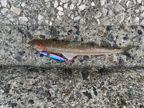 周防大島（屋代島）