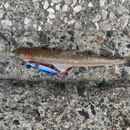 オウゴンムラソイ