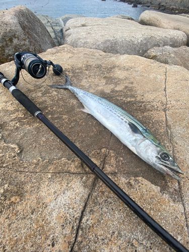 サゴシの釣果