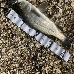 セイゴ（ヒラスズキ）