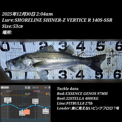 シーバスの釣果