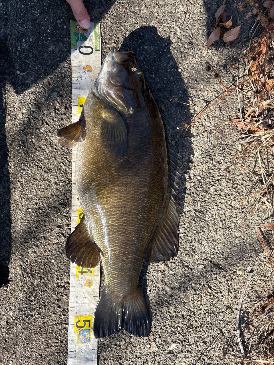 スモールマウスバス