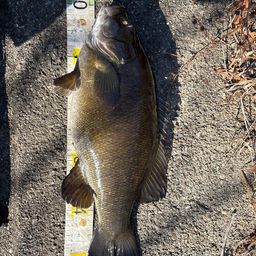 スモールマウスバス