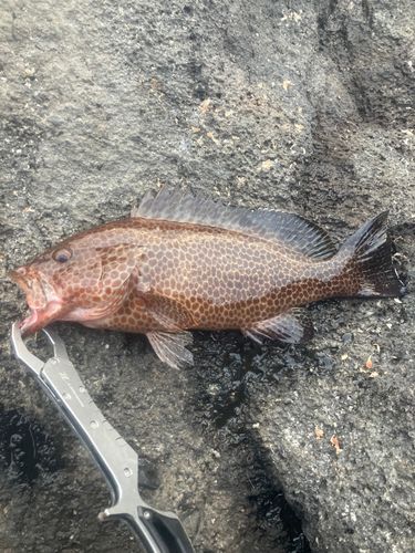 オオモンハタの釣果