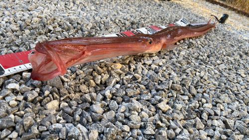 アカヤガラの釣果