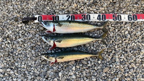 ゴマサバの釣果