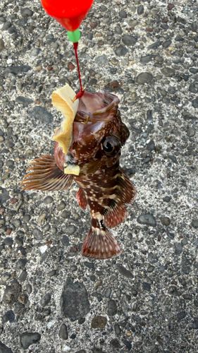 住吉漁港（高知）