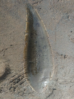 シタビラメの釣果