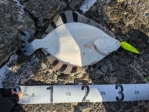 カワガレイの釣果