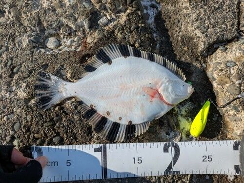 カワガレイの釣果