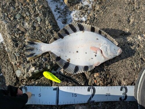 カワガレイの釣果