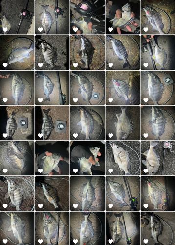 クロダイの釣果