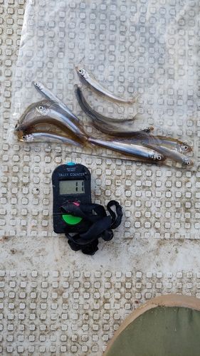 ワカサギの釣果