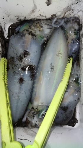 イカの釣果