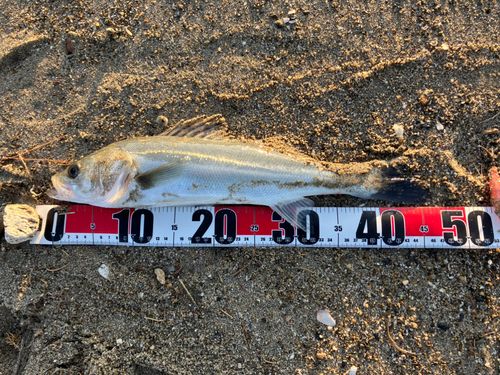 フッコ（マルスズキ）の釣果