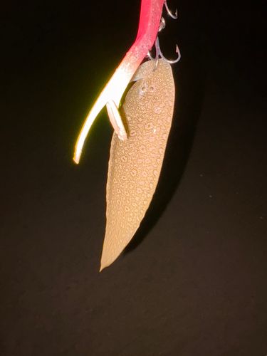 新舞子海岸（いわき）