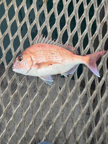 とっとパーク小島