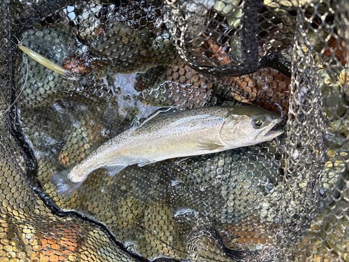 サクラマスの釣果