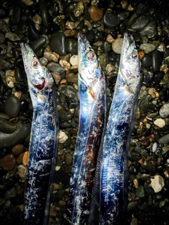 タチウオの釣果