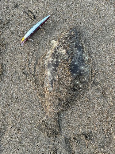ヒラメの釣果