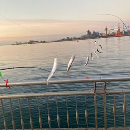 カタクチイワシ