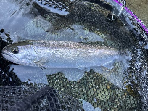 サクラマスの釣果