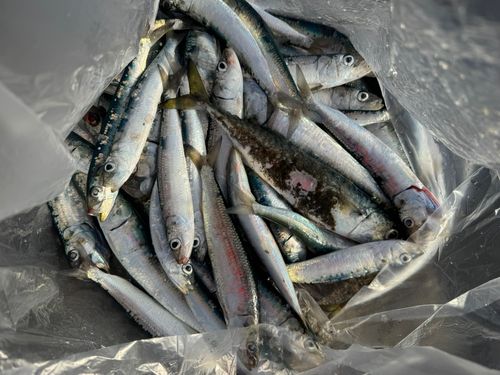 イワシの釣果