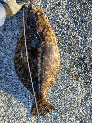 ヒラメの釣果