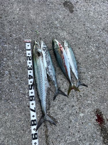 サワラの釣果