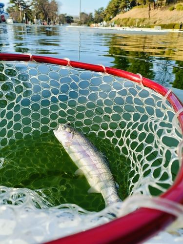 ニジマスの釣果