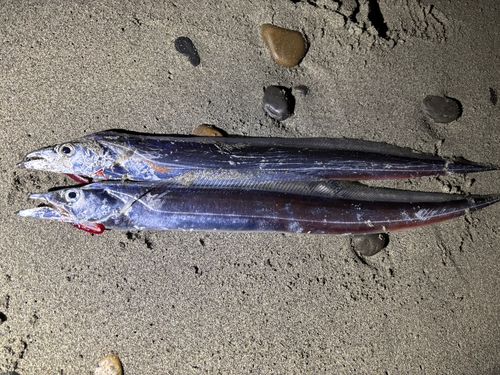 タチウオの釣果