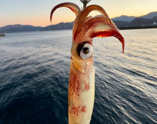 ヤリイカの釣果