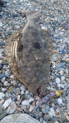 ヒラメの釣果